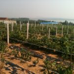 Rushan Winery Project Site