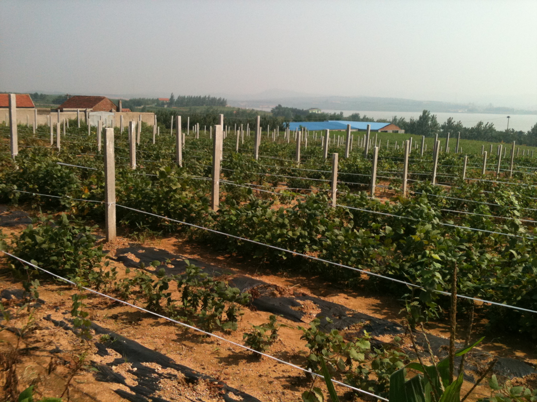 Creating a European Wine Region in Shandong