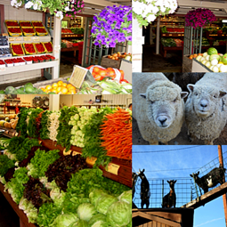 Farm Center, Animal Show, Produce, Farmers' Market